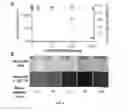 Fig. 09 - DEVICES, COMPOSITIONS, AND METHODS FOR MEASURING MOLECULES AND FORCES