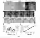 Fig. 10 - DEVICES, COMPOSITIONS, AND METHODS FOR MEASURING MOLECULES AND FORCES