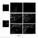 Fig. 02 - METHOD FOR PREPARING IMPROVED CARDIOMYCOCYTE-LIKE CELLS