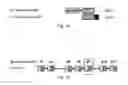 Fig. 02 - Polypeptides targeting glycosylated MUC2 proteins, methods of synthesis, their nucleic acids and uses thereof