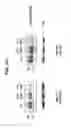 Fig. 16 - Methods and compositions for treating Huntington's disease