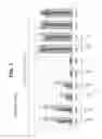 Fig. 20 - Methods and compositions for treating Huntington's disease