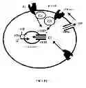 Fig. 02 - Method For Treatment Of Macular Degeneration By Modulating P2Y12 or P2X7 Receptors