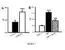 Fig. 08 - Method For Treatment Of Macular Degeneration By Modulating P2Y12 or P2X7 Receptors