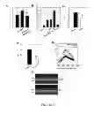 Fig. 13 - Method For Treatment Of Macular Degeneration By Modulating P2Y12 or P2X7 Receptors