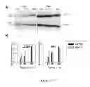 Fig. 15 - Method For Treatment Of Macular Degeneration By Modulating P2Y12 or P2X7 Receptors