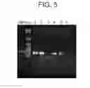 Fig. 07 - PHYSIOLOGICAL LIGANDS FOR GPR139