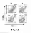 Fig. 09 - Compositions and methods for modulating myeloid derived suppressor cells