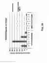 Fig. 28 - Lipid Formulated Compositions and Methods for Inhibiting Expression of Eg5 and VEGF Genes