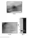 Fig. 13 - Microbial nanowires