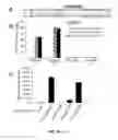 Fig. 02 - Methods and compositions for tumor vaccination and therapy