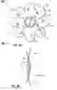 Fig. 20 - Transseptal cannula, tip, delivery system, and method