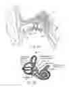 Fig. 02 - Systems and methods for delivering bone conduction stimuli to and for measuring gravitation receptor functions of the inner ear