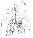 Fig. 01 - Methods and systems for endobronchial diagnostics