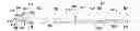 Fig. 01 - Retractable needle catheter insertion device