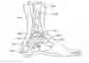 Fig. 01 - Ankle replacement system