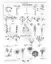 Fig. 15 - Online Platform for Design, Creation, Maintenance, and Information Sharing of a Garden