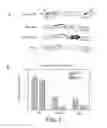 Fig. 04 - METHOD AND MATERIALS FOR PRODUCING A GENETICALLY MODIFIED ANIMAL