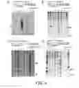Fig. 07 - METHOD AND MATERIALS FOR PRODUCING A GENETICALLY MODIFIED ANIMAL