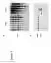 Fig. 03 - NUCLEOTIDE SEQUENCES MEDIATING MALE FERTILITY AND METHOD OF USING SAME