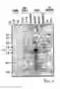 Fig. 04 - NUCLEOTIDE SEQUENCES MEDIATING MALE FERTILITY AND METHOD OF USING SAME