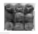 Fig. 01 - Peach tree named 'TexFirst'