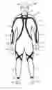 Fig. 01 - Technical Wetsuit