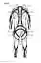Fig. 06 - Technical Wetsuit