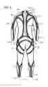 Fig. 09 - Technical Wetsuit