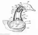 Fig. 01 - Realistic Waterfowl Decoy Assembly