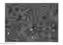 Fig. 01 - Porous ceramic article and method of manufacturing the same