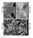 Fig. 19 - Porous ceramic article and method of manufacturing the same