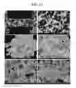 Fig. 22 - Porous ceramic article and method of manufacturing the same