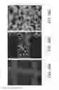 Fig. 29 - Porous ceramic article and method of manufacturing the same