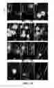 Fig. 12 - Method and Apparatus for Enhanced Flameholding in Augmentors