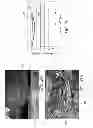 Fig. 17 - Nanowire-based transparent conductors and applications thereof