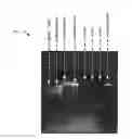Fig. 01 - Bioimaging nucleic acids, proteins and enzymes