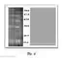 Fig. 09 - Bioimaging nucleic acids, proteins and enzymes
