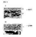 Fig. 02 - POROUS POLYTETRAFLUOROETHYLENE MEMBRANE, POROUS-POLYTETRAFLUOROETHYLENE-MEMBRANE COMPOSITE, AND SEPARATION MEMBRANE ELEMENT