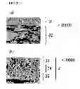 Fig. 04 - POROUS POLYTETRAFLUOROETHYLENE MEMBRANE, POROUS-POLYTETRAFLUOROETHYLENE-MEMBRANE COMPOSITE, AND SEPARATION MEMBRANE ELEMENT