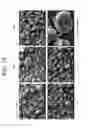 Fig. 10 - Porous ceramic article and method of manufacturing the same