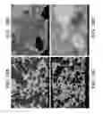 Fig. 19 - Porous ceramic article and method of manufacturing the same