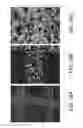 Fig. 29 - Porous ceramic article and method of manufacturing the same
