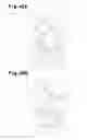 Fig. 37 - Airbag apparatus