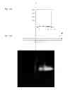 Fig. 11 - Method for producing light diffusion film and light diffusion film