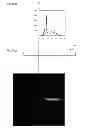 Fig. 20 - Method for producing light diffusion film and light diffusion film
