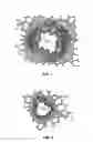 Fig. 02 - INACTIVATION OF SMOOTH MUSCLE TISSUE