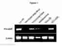 Fig. 02 - PROVASOPRESSIN ANTAGONISTS AND USES THEREOF