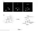 Fig. 09 - Nanoparticles and Uses Thereof