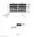 Fig. 03 - Compounds modulators of VEGF activity and uses thereof